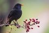 A male blackbird perched on a branch with berries 