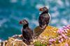 Two puffins sitting on a sunny rock with some purple flowers in the foreground with the blue Atlantic sea in the background 