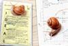 Snails crawling over science worksheets that have been completed by students