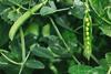 Pea plants