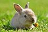 Small bunny eating a dandelion flower on grass 