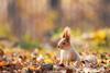 Photograph of a red squirrel in an autumnal forest