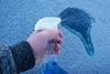 A hand spraying blue liquid on a window covered in ice which is melting