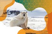 Photo of a polar bear scratching their neck with one paw