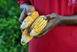 An African farmer holding corn crop