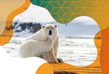 Photo of a polar bear scratching their neck with one paw