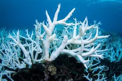 Branching staghorn coral bleached white on the Great Barrier Reef
