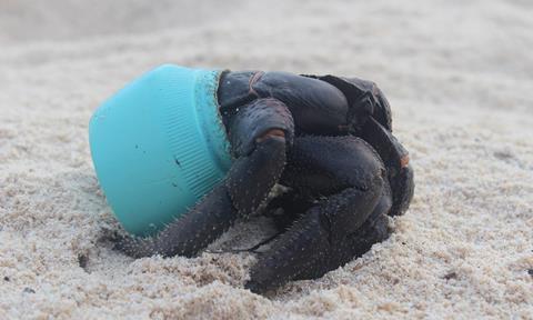 A purple hermit crab in a plastic container