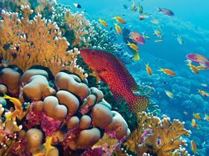 Fish and coral