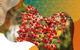 Photo of red autumn berries on a bush