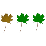 Maple Leaf