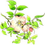Flower 193