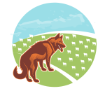 German shepherd dog on the grass