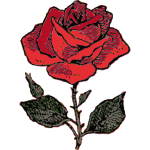 rose