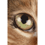 Photorealistic eye vector image