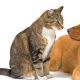 Sunnydog&Thundercat