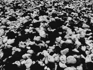 White pieces of coral amongst black lava rocks.
