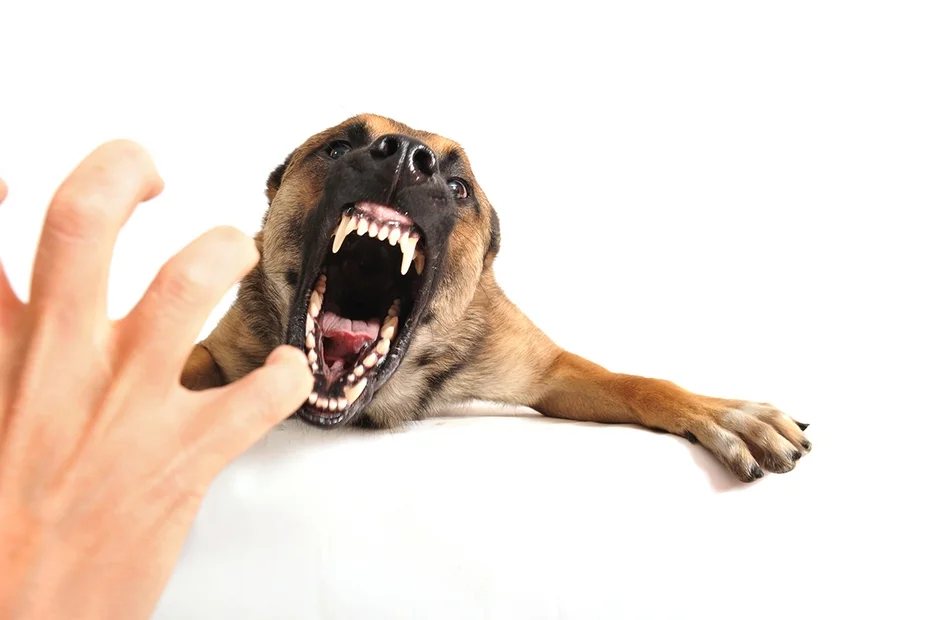 狂犬病升溫 走春勿接觸野生動物