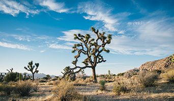 Tree in the desert