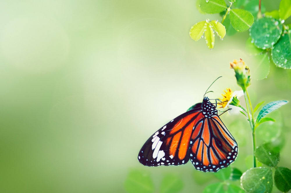 butterfly in the wild-min