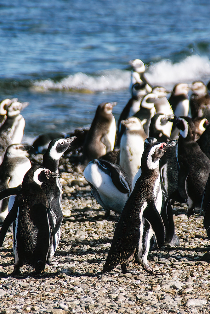 Punta Tombo : Des manchots à la Patagonie