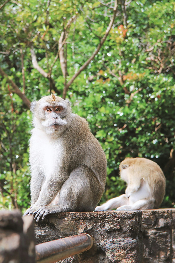 Rencontre avec des singes à Maurice
