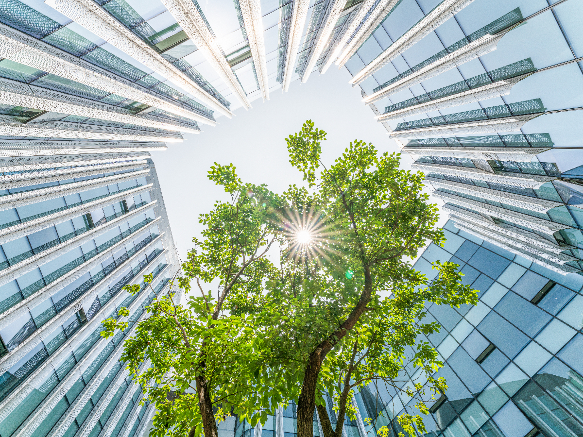 Large tree growing up inside a glass building