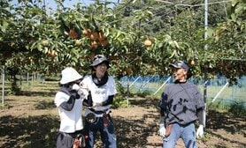 移住希望者の心をつかむのは「経済的な支援」だけではない 石川県加賀市に移住した男性の決め手は「梨の味」