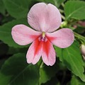 写真: インパチェンス　バタフライ花