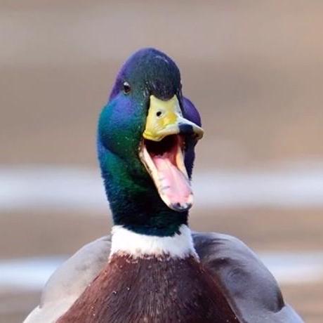 @Ducky404