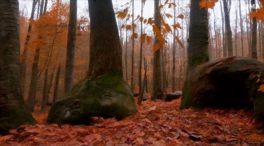 Serene Autumn Forest with Orange Leaves and Rocky Terrain