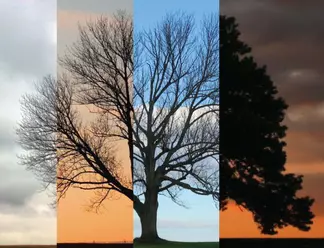 A tree through time