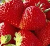 岡山県産 真っ赤な大粒いちごのビックリバスケット【特大】(約1.4㎏)★凝縮されたジューシーな美味しさが最高です!発送は11月下旬から