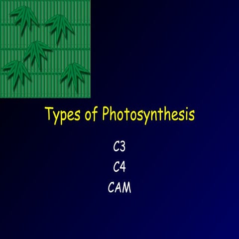 01g photosynthesis