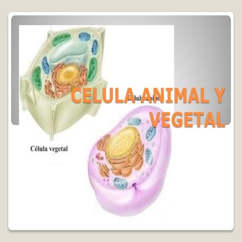 12. celula animal y vegetal