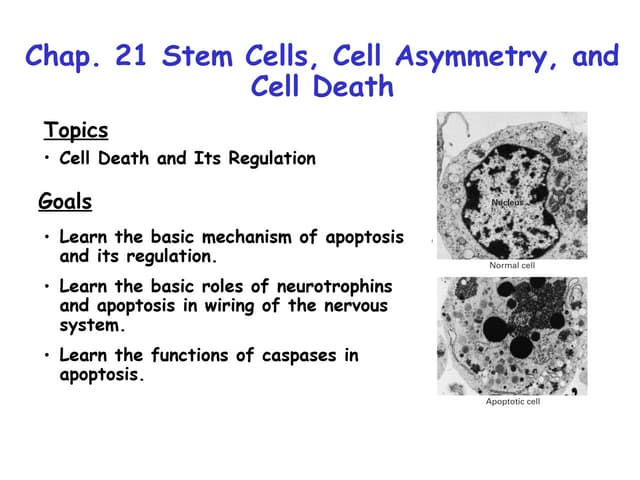 13-miller-chap-21-lecture-stem cells.ppt