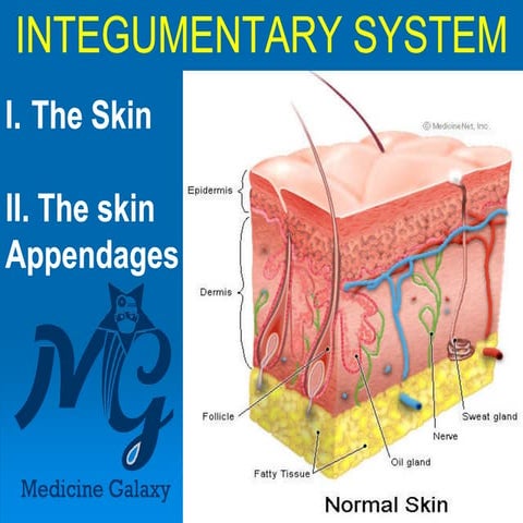  integumentary system