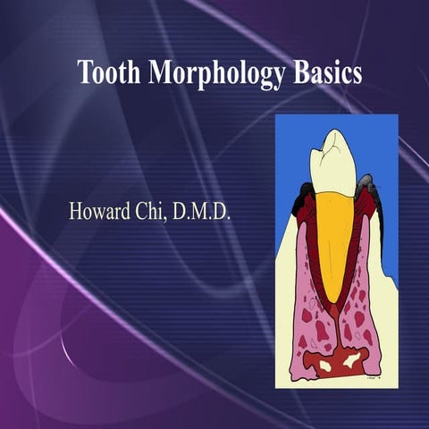 Tooth Morphology Basics