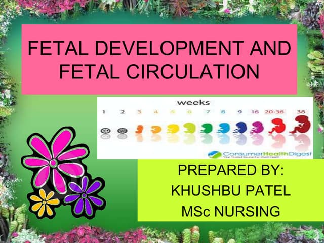 fetal development and fetal circulation   