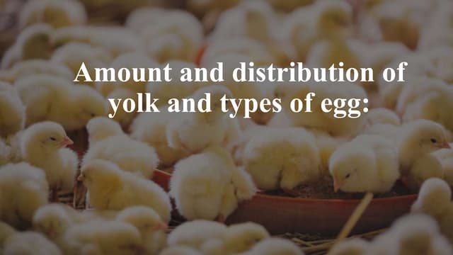 Amount and distribution of yolk and types of egg 