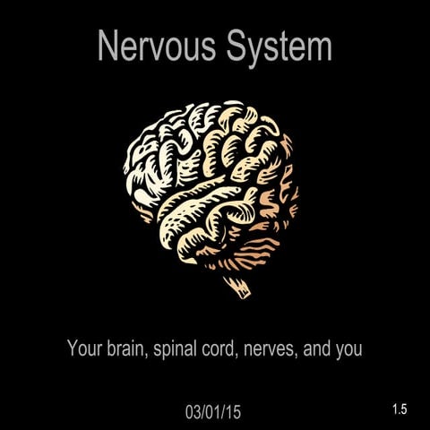 Nervous System