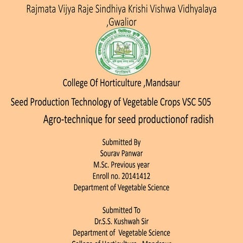 Seed production of Radish