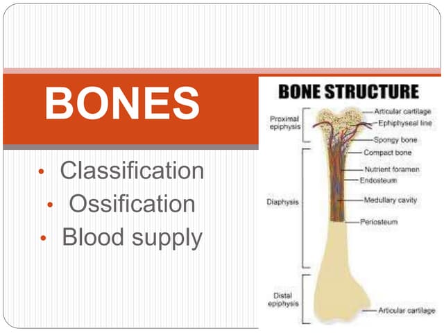 general anatomy and development of bones