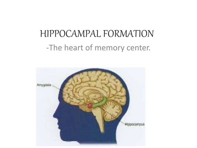 hippocampal formation