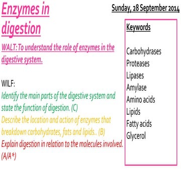 B2-3.3 enzymes in digestion