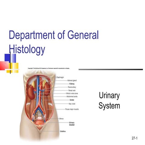 Histology of Urinary system