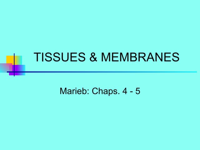 4.a&p i tissues2010