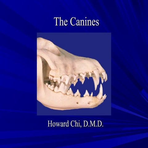 Maxillary and Mandibular Canines