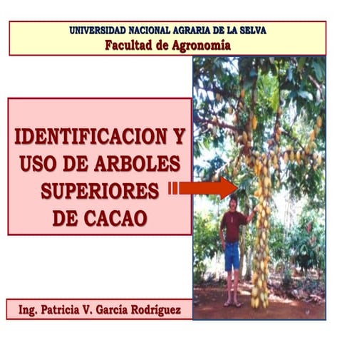 4 seleccion arboles productividad