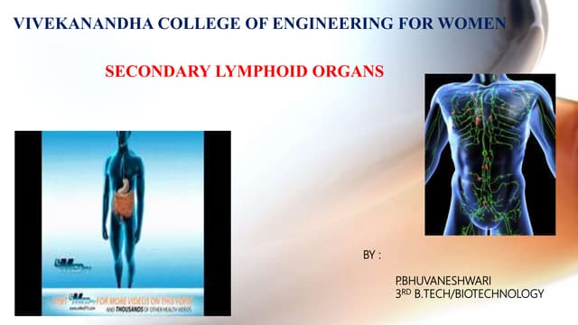 Secondary lymphoid organ
